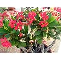 Euphorbia Mili Red Live Flower Plant 