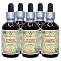 Evening Primrose (Oenothera Biennis) Tincture, Dried Seeds Liquid Extract (Brand Name: HerbalTerra) 5x2 fl.oz (5x60 ml)