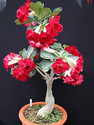 EverGarden Adenium Plant sapling