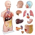 Deluxe Human Body Anatomical Model, 34.5 inch 12 Pcs Removable Human Torso