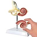 EVOTECH SCIENTIFIC Inner Ear Labyrinth Model 2 Part 8X