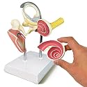 Inner Ear Model Labyrinth Model, Anatomical Ear Internal Structure Model