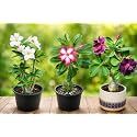 EXOTIC LIVE Premium Live Adenium Desert Rose Plant (PACK OF -3) – Striking Flowering Succulent for Indoor/Outdoor – Unique Bonsai Houseplant with Thick Caudex