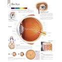 The Eye chart: Laminated Wall Chart