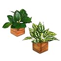 fancymart Artificial Leaves Plant in Small Wood Pot - 12cm Height - Pack of 2 - Home &amp; Office Decor Elegant Potted Plant for Tabletop/Shelves Enhancement