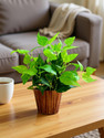 fancymart home décor money plant (26 cm) realistic design in wood round Bonsai Artificial Plant  with Pot