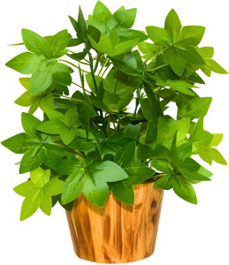 fancymart faux leaves in wooden pot appeal of your interior dcor bonsai artificial plant  with pot