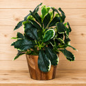fancymart Bonsai Artificial Plant  with Pot