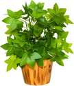 fancymart faux Leaves in Wooden Pot appeal of your interior décor Bonsai Artificial Plant  with Pot