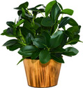 fancymart faux Leaves in Wooden Pot appeal of your interior décor Bonsai Artificial Plant  with Pot (13 cm, Green, Black)