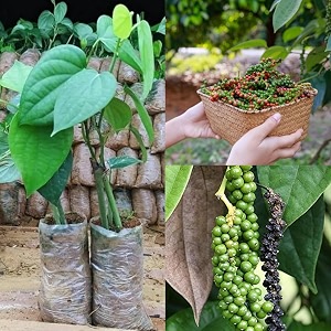 farm rare bush pepper live plant  live plant high yielding black piper nigrum gol mirch kali mirch  healthy black pepper spice piper nigrum