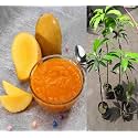 Fast-Growing Raspuri Mango Plant Fruit After 1-2