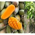 Fast-Growing Thai Mahachanok Mango Plant - Enjoy