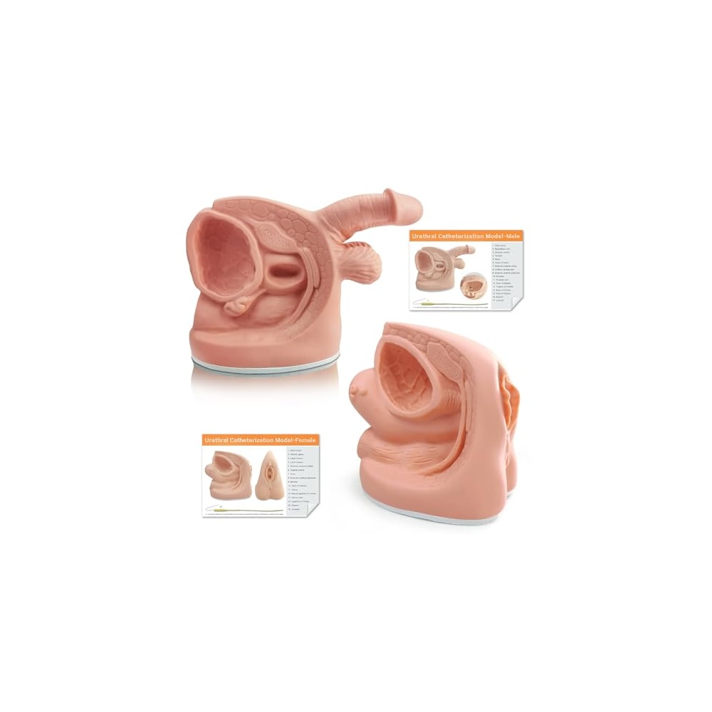 Male and Female Catheterization Models Internal and External Genital ...