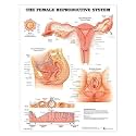 The Female Reproductive System Anatomical Chart