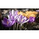 IMP. Saffron Crocus Excellent Quality Flower