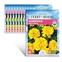 Ferry-Morse Online Edition Marigold Petite Yellow Seed Multipack- 12 Pack