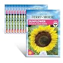 Ferry-Morse Online Edition Sunflower American Giant Hybrid Seed Multipack - 10 Pack