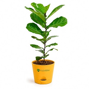 Ficus Lyrata Fiddle Leaf Fig Plant