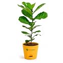 Ficus Lyrata Fiddle Leaf Fig Plant 