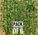 firstbuy Set of 6 MONEY PLANT CREEPER