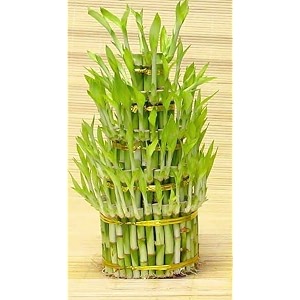 flora solutions 3 layer lucky bamboo plant without pot