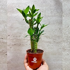 flora solutions lotus lucky bamboo with pot