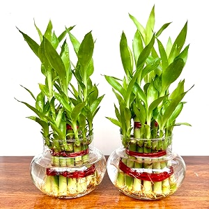 flora solutions 2 layer lucky bamboo plant with pot pack of 2