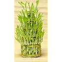 Flora solutions 3 layer lucky bamboo plant without pot