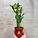Flora solutions Lotus lucky bamboo with pot