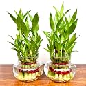 Flora solutions 2 Layer lucky Bamboo Plant with Pot (pack of 2)