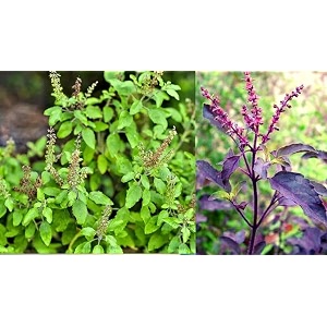 live ayurvedic rama and shyama tulsi 2 pack kali  hari tulsi plant  rama  krishna for pooja holy plant for garden with plastic pot set of 2