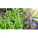 Live Ayurvedic Rama And Shyama Tulsi 2 Pack, Kali | Hari Tulsi plant | Rama | Krishna for pooja Holy plant for Garden with plastic pot (Set OF 2)