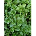 Live Pudina (Mint) Herbal Plant with black plastic Pot (Set 0f 1)