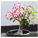 GREEN LINE Flower Live Plant Adenium Plants for Garden Indoor (1 Live Bonsai Plant)