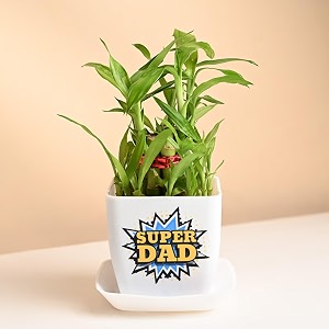 floweraura 2 layer lucky bamboo live plant in plastic pot with sticker for living room balcony table decor office amp home decor  air-purify indoor greenery  fathers day for dad same day delivery