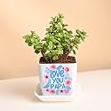 FlowerAura Live Indoor Lucky Jade Plant In Plastic Pot With Sticker For Living Room, Balcony, Table Decor, Office &amp; Home Decor | Air-Purify Indoor Greenery | Fathers Day For Dad (Same Day Delivery)