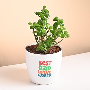floweraura lucky jade live indoor plant in plastic pot with sticker for living room balcony table decor office amp home decor  air-purify indoor greenery  fathers day for dad same day delivery