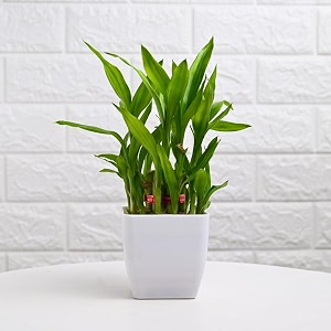 floweraura air purifying live indoor 2 layer lucky bamboo plant in white plastic blossom pot for living room balcony bedroom homeoffice decor birthday gift anniversary gift diwali gift