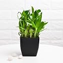 FlowerAura Air Purifying Live Indoor 2 Layer Lucky Bamboo Plant in Black Plastic Blossom Pot for Living Room, Balcony, Bedroom, Home/Office Decor, Birthday Gift, Diwali Gift