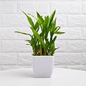 FlowerAura Air Purifying Live Indoor 2 Layer Lucky Bamboo Plant In White Plastic Blossom Pot For Living Room, Balcony, Bedroom, Home/Office Decor, Birthday Gift, Anniversary Gift, Diwali Gift