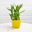 FlowerAura Air Purifying Live Indoor 2 Layer Lucky Bamboo Plant in Yellow Plastic Blossom Pot for Living Room, Balcony, Bedroom, Home/Office Decor, Birthday Gift, Diwali Gift