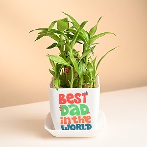 floweraura 2 layer lucky bamboo plant in plastic pot with sticker for living room balcony table decor office amp home decor  air-purify indoor greenery  fathers day for dad same day delivery