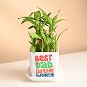 FlowerAura 2 Layer Lucky Bamboo Plant In Plastic Pot With Sticker For Living Room, Balcony, Table Decor, Office &amp; Home Decor | Air-Purify Indoor Greenery | Fathers Day For Dad (Same Day Delivery)