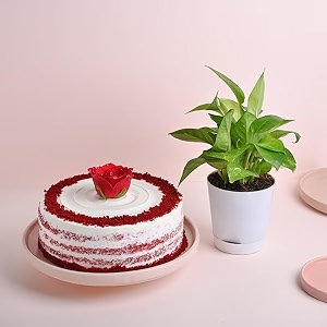 floweraura delicious 500g red velvet rose cake with decorative air purifying live green money plant for valentine39s day gift birthday gift anniversary gift amp mother39s day gift same day delivery