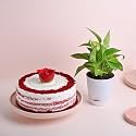 FlowerAura Delicious 500g Red Velvet Rose Cake With Decorative Air Purifying Live Green Money Plant For Valentine's Day Gift, Birthday Gift, Anniversary Gift &amp; Mother's Day Gift (Same Day Delivery)