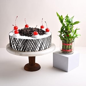 floweraura delicious fresh 500 gram black forest cake with decorative air purifying live bamboo plant valentine39s day gift for girlfriend boyfriend husband amp wife same day delivery