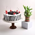 FlowerAura Delicious Fresh 500 Gram Black Forest Cake With Decorative Air Purifying Live Bamboo Plant Valentine's Day Gift For Girlfriend, Boyfriend, Husband &amp; Wife (Same Day Delivery)