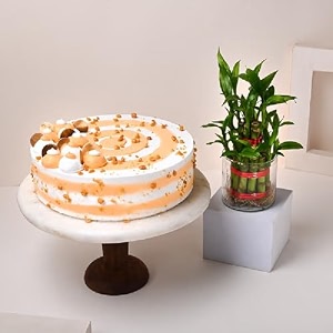floweraura delicious fresh 500 gram butterscotch cake with decorative air purifying live bamboo plant valentine39s day gift for girlfriend boyfriend husband amp wife same day delivery
