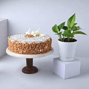floweraura delicious fresh 500 gram butterscotch cake with decorative air purifying live green money plant valentine39s day gift for girlfriend boyfriend husband amp wife same day delivery